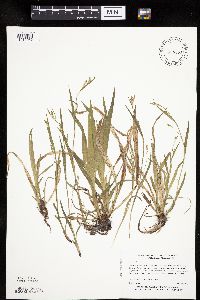 Carex leptonervia image