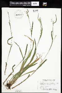 Carex leptonervia image