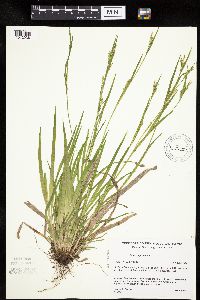 Carex leptonervia image