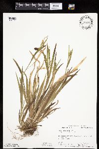 Carex leptonervia image