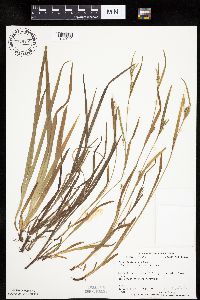 Carex leptonervia image