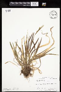 Carex leptonervia image