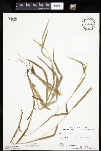 Carex leptonervia image