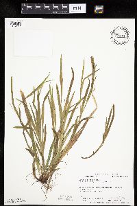 Carex leptonervia image