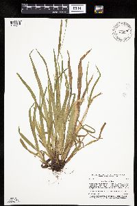 Carex leptonervia image
