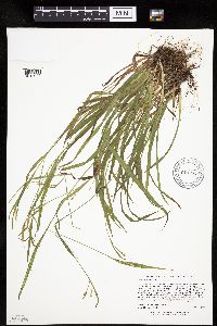 Carex leptonervia image