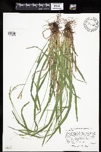 Carex leptonervia image