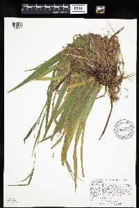 Carex leptonervia image