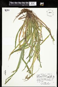 Carex leptonervia image