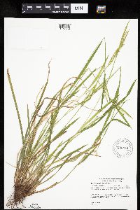 Carex leptonervia image