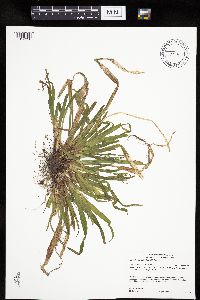 Carex leptonervia image
