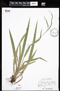 Carex leptonervia image