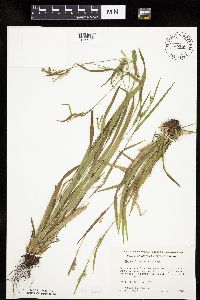Carex leptonervia image
