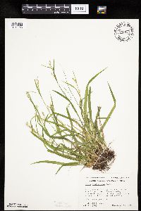 Carex leptonervia image