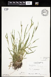 Carex leptonervia image