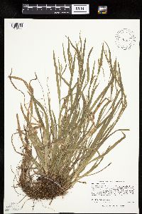 Carex leptonervia image