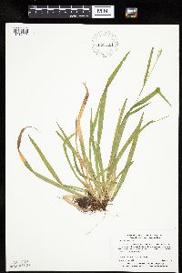 Carex leptonervia image