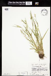 Carex leptonervia image