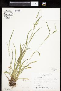 Carex leptonervia image