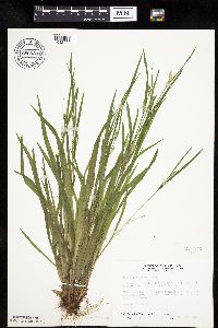 Carex leptonervia image