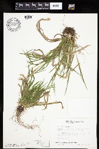 Carex leptonervia image