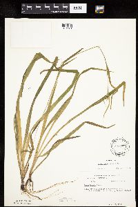 Carex leptonervia image