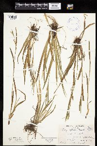 Carex leptonervia image