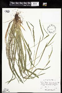 Carex leptonervia image