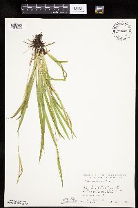 Carex leptonervia image