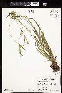 Carex leptonervia image