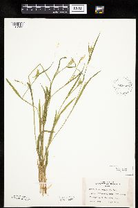 Carex leptonervia image