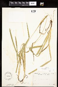 Carex leptonervia image