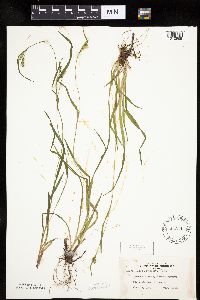 Carex leptonervia image