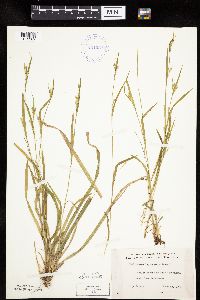 Carex leptonervia image