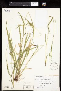 Carex leptonervia image
