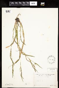 Carex leptonervia image