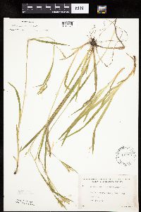 Carex leptonervia image