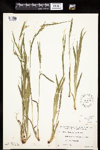 Carex leptonervia image