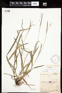 Carex leptonervia image