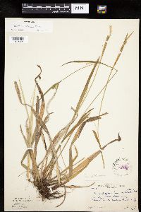 Carex leptonervia image