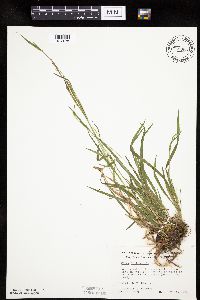 Carex leptonervia image