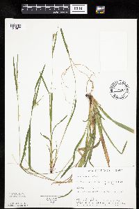 Carex leptonervia image