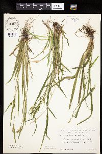 Carex leptonervia image