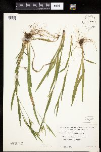 Carex leptonervia image