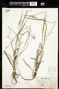 Carex leptonervia image