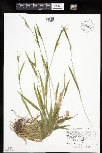 Carex leptonervia image