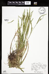 Carex leptonervia image