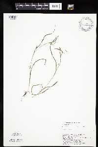 Carex leptonervia image