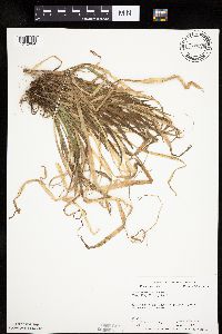Carex leptonervia image