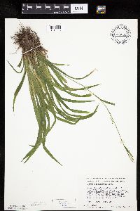 Carex leptonervia image